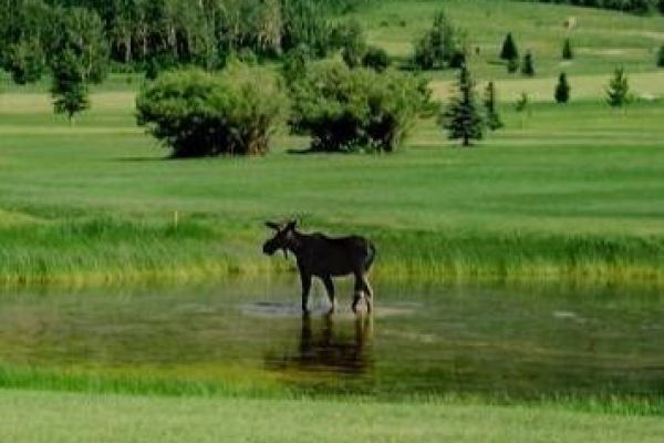 Targhee Village Golf Course